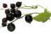Superfoods: What's the Fuss?