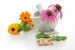 Natural Healing Powers of Echinacea