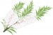 Melaleuca - tea tree