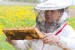 Benefits of Propolis -The Nectar of Gods