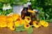 Calendula