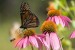 Echinacea – A Powerful Natural Treatment for Cellulitis