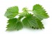 Nettle