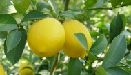 Things You Did Not Know about Lemon – Healing Secrets and Health Benefits Things You Did Not Know about Lemon – Healing Secrets and Health Benefits