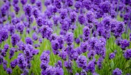 Healing Powers of Lavender – Easy to Make Recipes Healing Powers of Lavender – Easy to Make Recipes