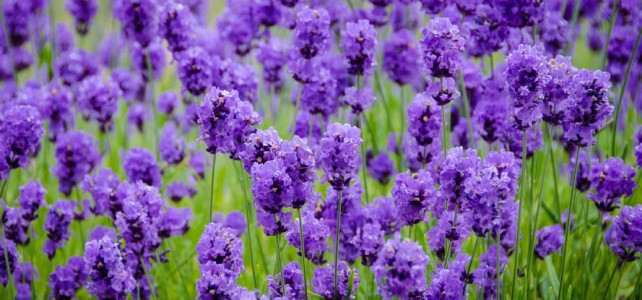 Lavender