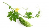Bitter Melon – Essential Remedy for Diabetes Bitter Melon – Essential Remedy for Diabetes