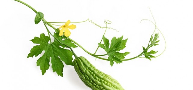 Bitter Melon