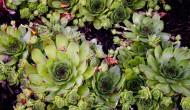 Maintain Your Health Naturally With Common Houseleek