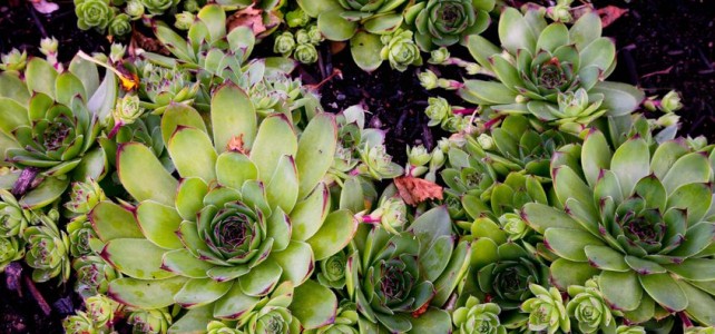 Houseleek