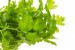 Interesting Facts about Celery – Learn its Benefits and Usage