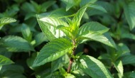 Peppermint and Its Benefits Peppermint and Its Benefits