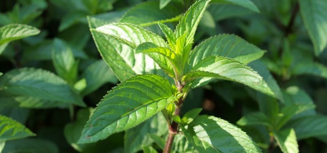 peppermint