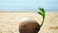Coconuts And Its Secrets – Part I